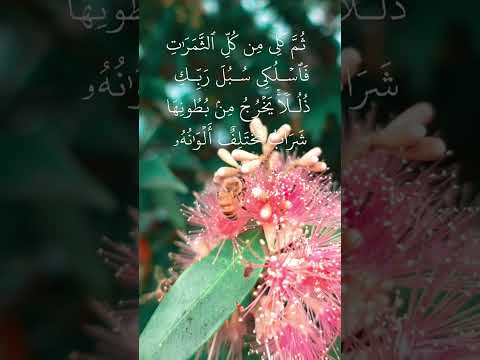 تلاوة هادئة تريح النفس ماشاء الله القرآن الكريم سورة النحل