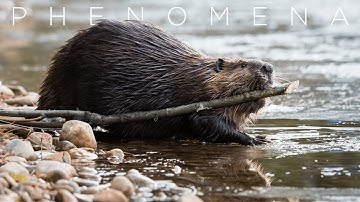 PHENOMENA : The Extended Phenotype