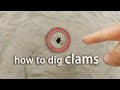 How to Dig Gaper Clam(Horseneck)! Clamming Tips and Tricks. Forage and Cook!