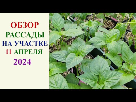 ОБЗОР РАССАДЫ НА УЧАСТКЕ 11 АПРЕЛЯ 2024.