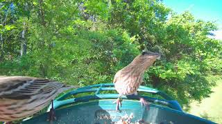 east tennessee backyard birds at the feeder | house finches, cardinals & chickadees