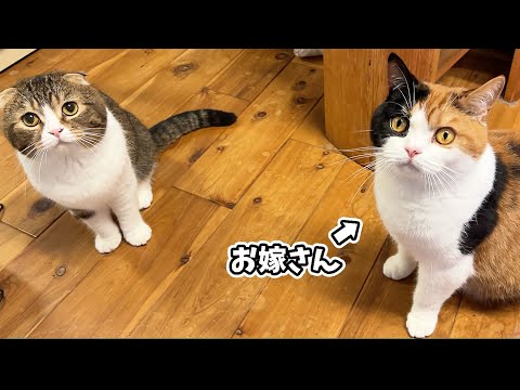 七夕なのでお嫁さんに会いに行ったパパ猫！