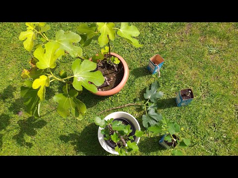 Video: Feigenvermehrung: Wie man einen Feigenbaum aus einem Steckling beginnt