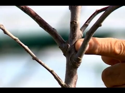Video: Elma Ağacının Kök Sistemi (15 Fotoğraf): Tipi Ve Yapısal özellikleri, Köklerin Derinliği. Kökler Nasıl Büyür Ve Nasıl Bulunur? Boyutları