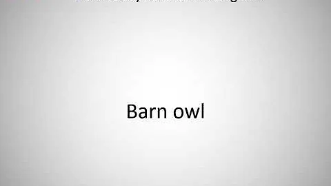How to say Barn owl in English?