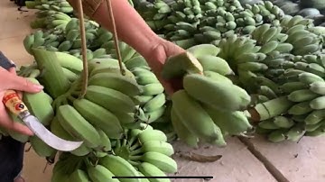 dao này cắt ra nải chuối ngọt như nước.dễ sử dụng,dao cắt chuối giá rẻ 60k/1con,0975 531 602