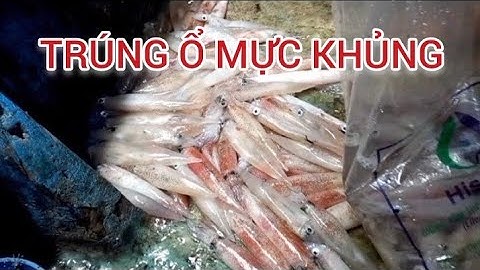 Câu Mực Đêm Tại Mũi Dinh Sơn Hải Biển Đãi Trúng Ổ Mực Khủng