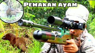 BERBURU GARANGAN PEMAKAN TERNAK WARGA 