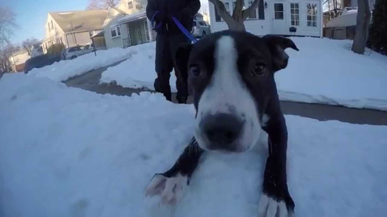 walking pez A Walk With Obi GoPro HD