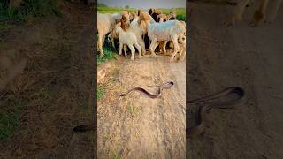 Snake vs sheep kingcobra naagjogi blackcobrasnake kingsnake shortsfeed snakediscovery