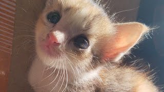 Cute kitten meowing 📸📸#cat #meowing by My cat's world 🌎🌎 4,665 views 4 weeks ago 29 seconds