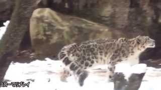 Snow leopard acrobatic