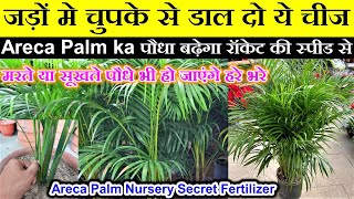 नर्सरी वाले इसकी एक मुट्ठी डालकर Areca palm गोली की स्पीड से बड़ा करते है,Areca palm care fertilizer