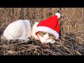 【クリスマス】公園の猫達にサンタのコスプレをしてもらった結果・・・