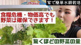 【食糧危機・物価高騰】水耕栽培キットで野菜が簡単に作れた！自給自足これで安心