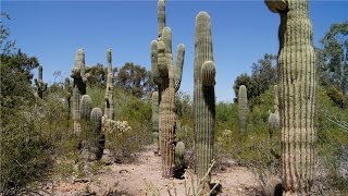 Desert Botanical Garden - Phoenix Arizona - USA