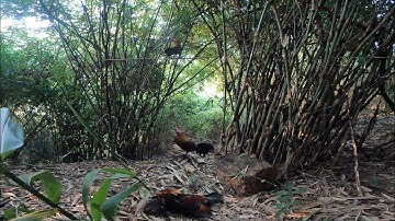 ต่อไก่ป่า ช่วงหน้าหนาวเข้ามาเป็นฝูง dib qaib qus tua zoov