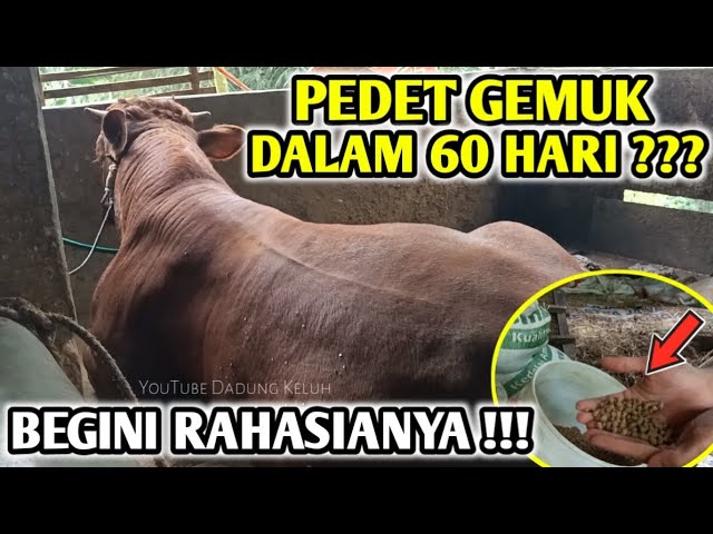 Ini Rahasia Comboran Yang Bisa Bikin Pedet Cepat Tumbuh Gemuk Dan Postur Besar Dalam Waktu Singkat‼️ class=