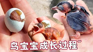 鸟蛋孵出鸟宝宝：细心喂养的小画眉，长大就飞走了~【天下一场梦】