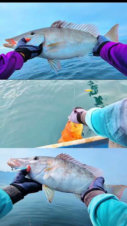 𝐀𝐩𝐚𝐚𝐧 𝐭𝐮𝐡 𝐲𝐠 𝐥𝐨𝐧𝐜𝐚𝐭 #fishing