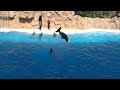 Visit to Loro Parque in Tenerife. Canary Islands, Spain - The complete dolphin show