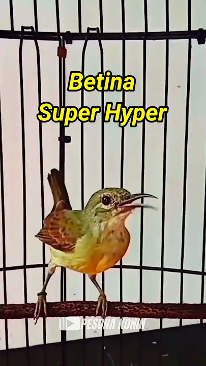Download lagu KONIN BETINA FULL HYPER‼️ #konin