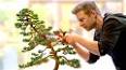 The Enchanting World of Bonsai: A Timeless Art Form ile ilgili video