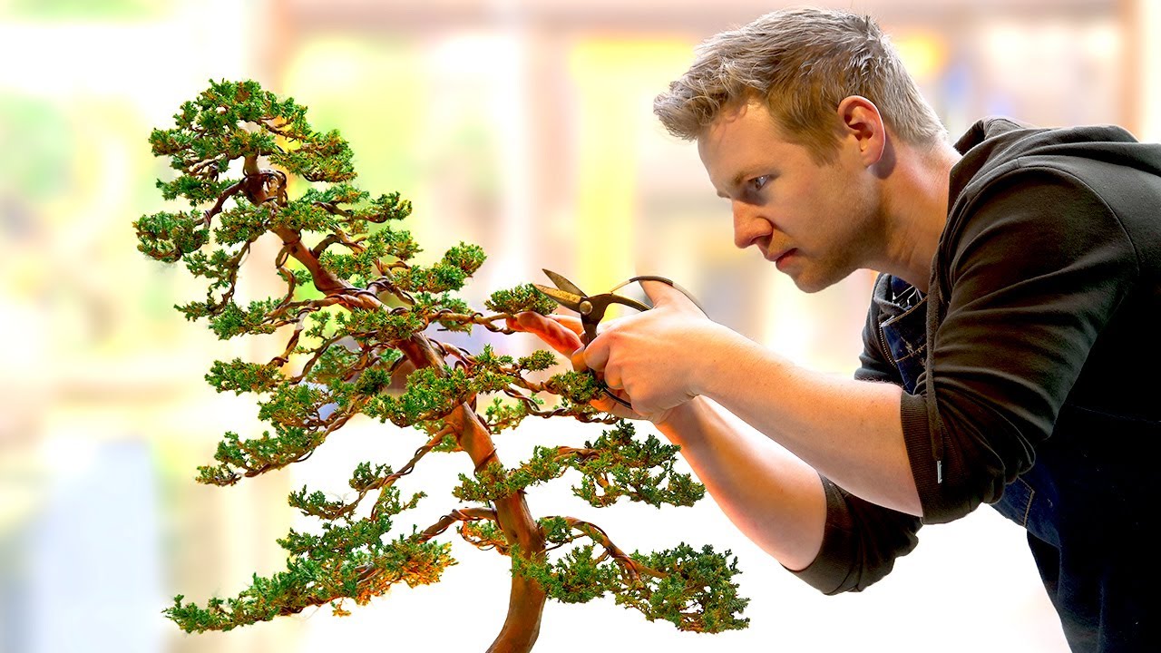 ⁣Learning the Ancient Art of Bonsai - in 1 Day