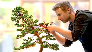 Learning the Ancient Art of Bonsai - in 1 Day Learning the Ancient Art of Bonsai - in 1 Day