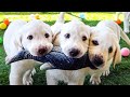 Labrador Puppies React To Floppy Fish Toy!