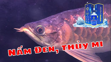 Xử lý Nấm Đen, Thủy Mi Cá Rồng An Toàn, Hiệu Quả | Aquamax V | Hoàng Lam Arowana