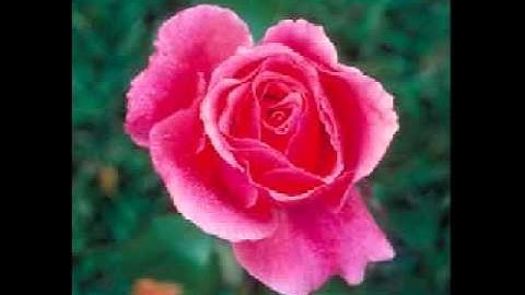 kau masih kekasihku Romantic Bosass Rafika Duri