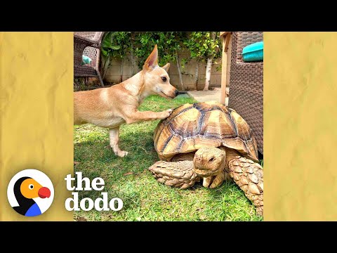 Wideo: Pet Scoop: Para Skradzionych Szczeniąt Połączonych ponownie jako Dorośli, Epidemia Salmonelli Związana z Żółwiami