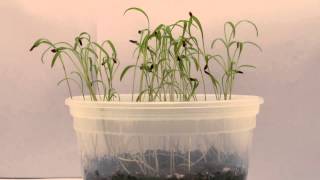 Timelapse of Dill Seedlings