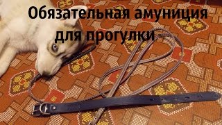 Первая прогулка щенка на улице. Часть 1. Обязательная амуниция. Первая прогулка щенка на улице. Часть 1. Обязательная амуниция.