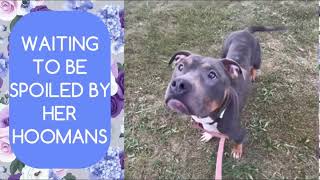 MEET EMIKO AT KC PET PROJECT