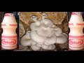 How to grow lots of mushrooms using "YAKULT"