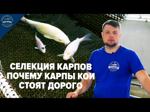 Видео: Кои дървета растат в блатата?