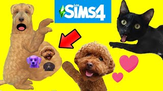 Mi perro y la embarazada en los SIMS 4 con gatos Luna y Estrella CAP 16 / Videos de gatitos