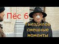 Пёс 6 (5) Гнездилов смешные моменты #2