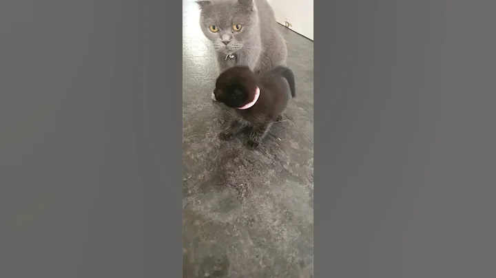 Watch the video about Chiquitin 🥰🖤🧡🐣 #british #scottishfold #cat #catlover