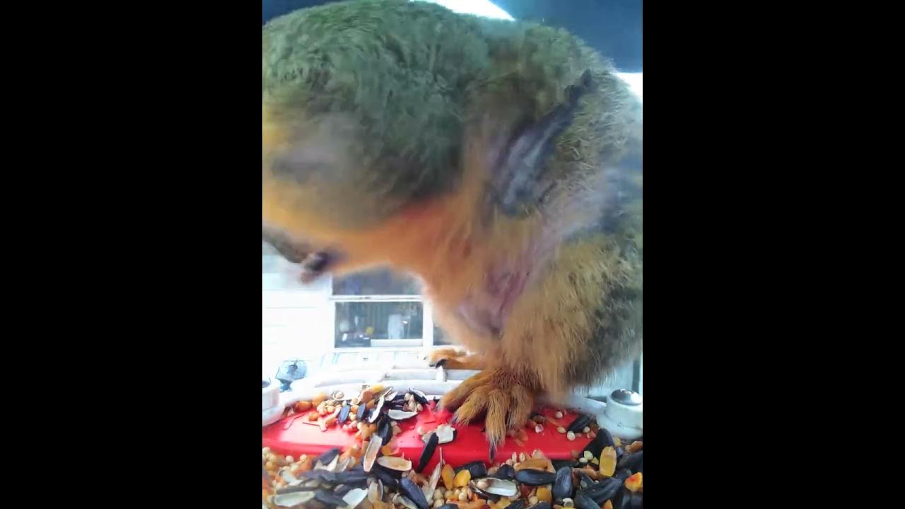Fox Squirrel eating hot pepper seed. YouTube