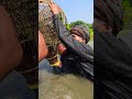 Wow! Amazing Polo Fishing Videos ! Best Big Fish Catching🐟Primitive fishing #fish #shorts #india