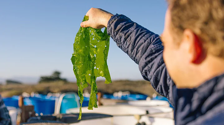 Making Deep, Dark & Salty, a TCHO Chocolate small-batch collab with the Monterey Bay Aquarium