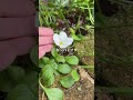 「綺麗だね✨」毎年褒められるクレマチスと5月のガーデナー #gardening #gardening #ガーデニング
