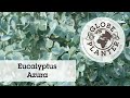 Azura  le seul eucalyptus rsistant au froid