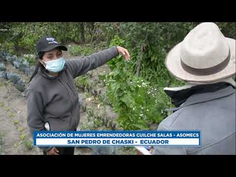 Producción de cuy y alimentos agroecológicos en la comunidad san pedro de chaski