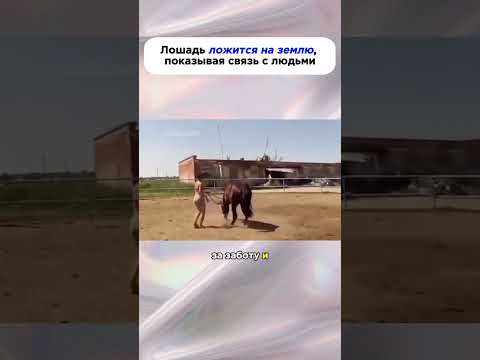 Лошадь ложится на землю,показывая связь с людьми#история#животные #животное #лошади #лошадь #помощь