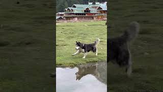 Dog And Goat Are Best Bros