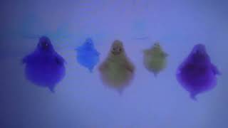 The Boohbahs Join In And Jump To Surround Sound Logo